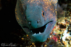 Yellowmargin moray eel/Photographed with a Canon 60 mm ma... by Laurie Slawson 
